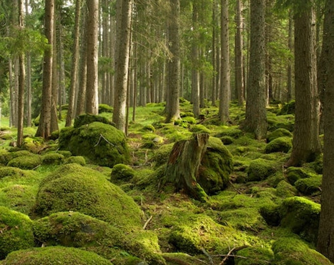 Oakmoss & Amber