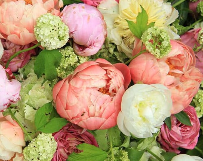 Peony & Freesia