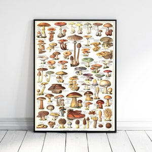 Adolphe Millot Poster French Mushrooms Vintage Home Decor French Vintage Art, Fruit Print, Botanical Print Illustration, Kitchen Home Decor