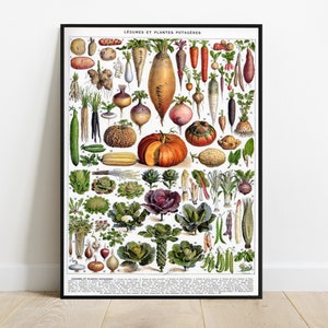 Adolphe Millot Poster Franse groenten Vintage Home Decor Franse Vintage Art, Fruit Print, Botanische Print Illustratie, Keuken Home Decor