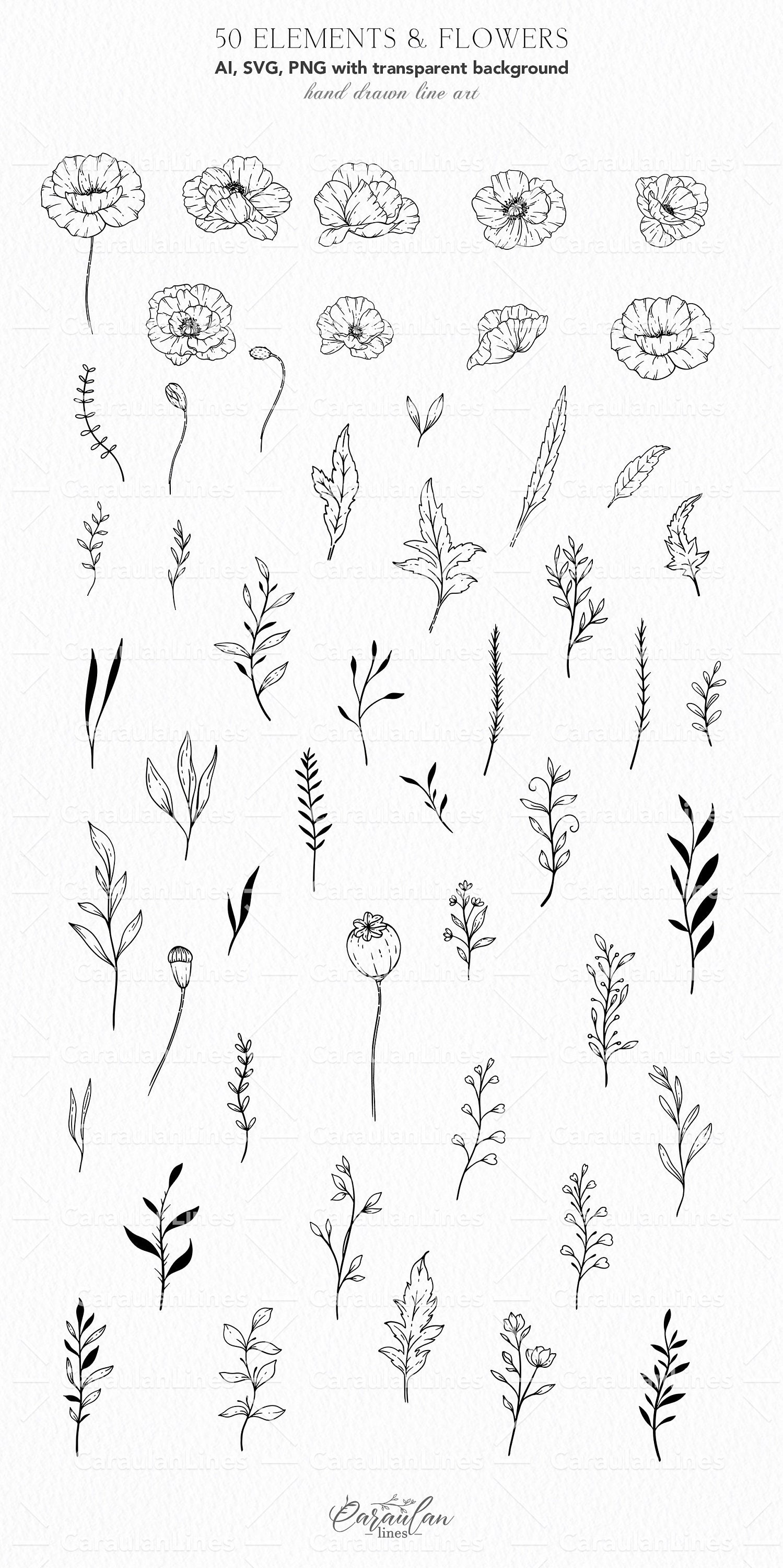 Poppy Flower Line Art Clipart, Botanical Clipart SVG, Hand Drawn ...