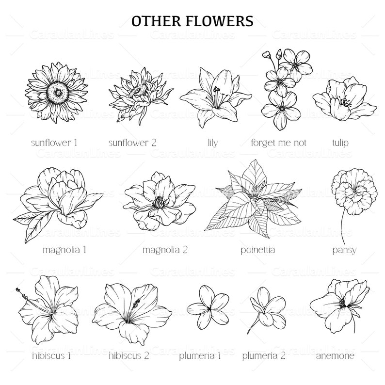 May include: Line art drawings of various flowers, including a sunflower, lily, magnolia, hibiscus, plumeria, anemone, tulip, forget-me-not, pansy, and poinsettia.
