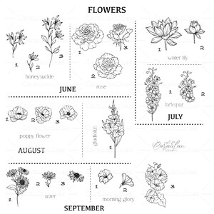 May include: A black and white line drawing illustration of flowers blooming throughout the year. The illustration shows the months of June, July, August, and September with a different flower for each month. The flowers are labeled with their names, such as honeysuckle, rose, poppy flower, gladiolus, larkspur, aster, and morning glory.