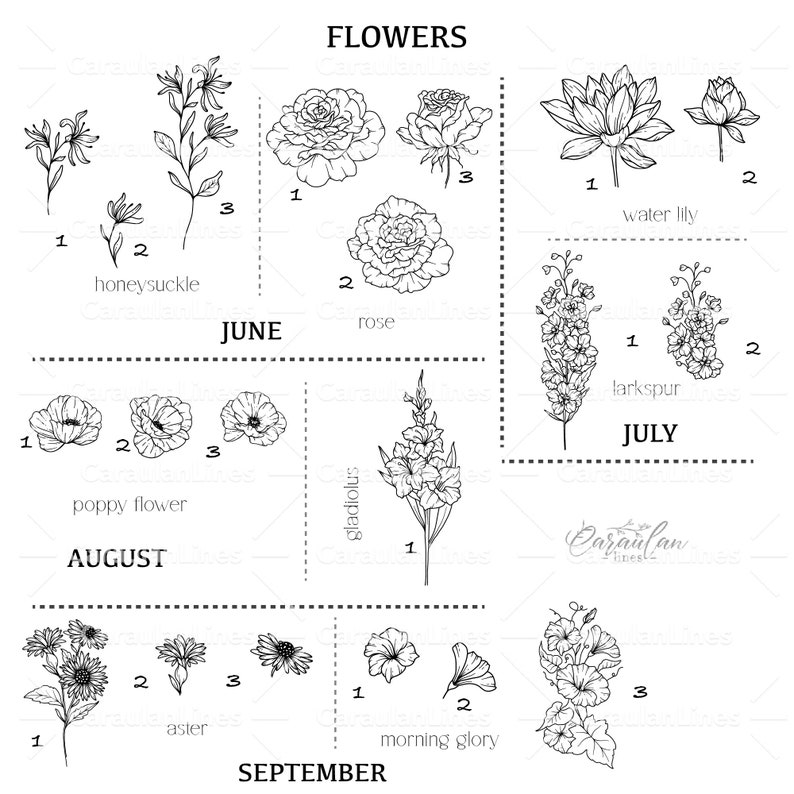 May include: A black and white line drawing illustration of flowers blooming throughout the year. The illustration shows the months of June, July, August, and September with a different flower for each month. The flowers are labeled with their names, such as honeysuckle, rose, poppy flower, gladiolus, larkspur, aster, and morning glory.