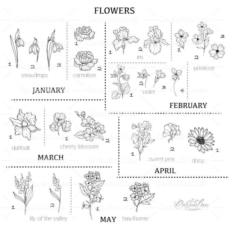 May include: A black and white line drawing illustration of flowers blooming throughout the year. The illustration is divided into 12 sections, each representing a month of the year. Each section features a different flower with its name labeled below. The flowers include snowdrops, carnations, irises, violets, daffodils, cherry blossoms, sweet peas, daisies, lilies of the valley, and hawthornes.