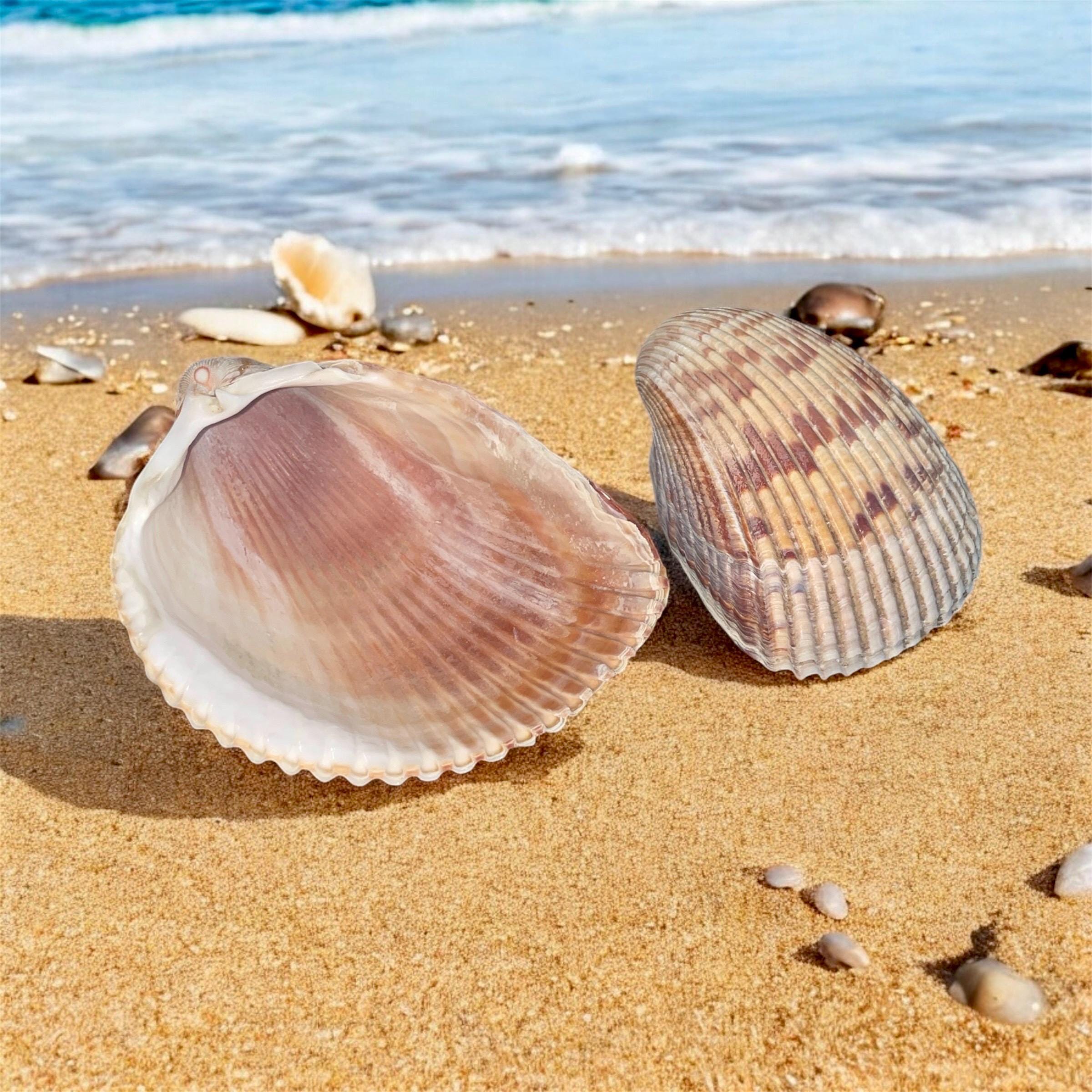 DIY Decoupage Coastal Cockle Shell Kit, Craft Kit, Beach Themed Gift ...