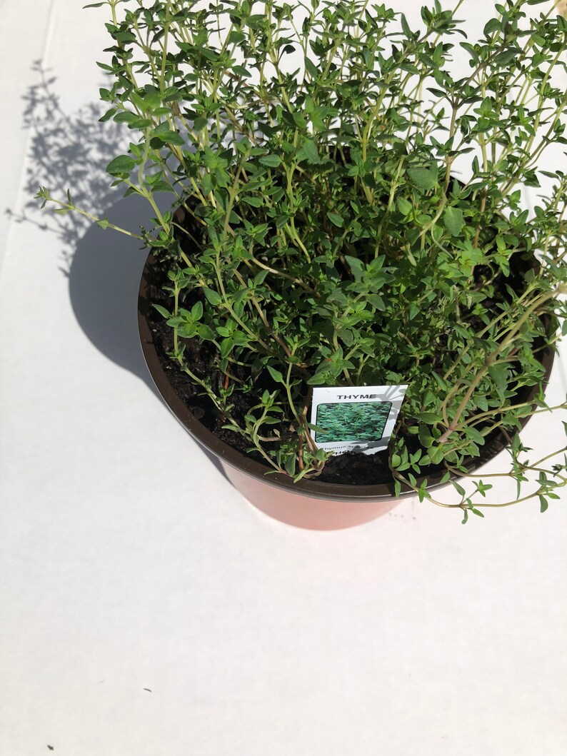 Herb Plants Jamaican Leaf of Life Pepper Mint Oregano and Etsy