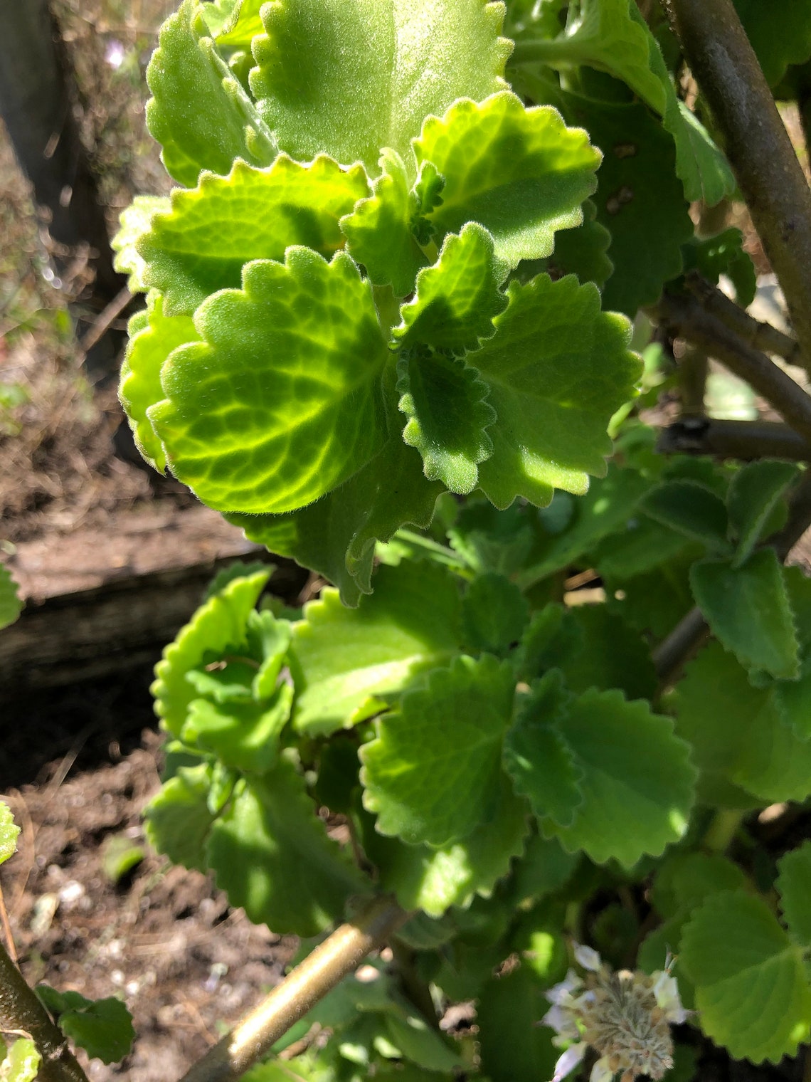 Oregano Thick Fuzzy Leaves Browning Around Sawtooth Edges Etsy