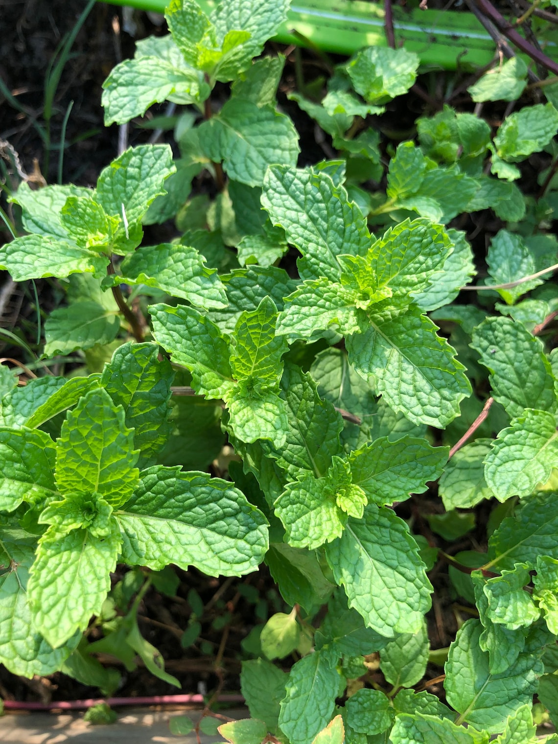 JAMAICAN PLANT PEPPERMINT Plant Jamaican Tropical Costa Etsy