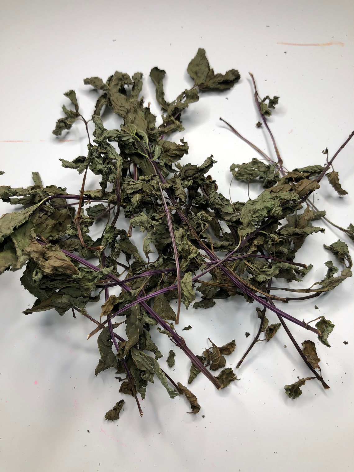 JAMAICAN PLANT PEPPERMINT Plant Jamaican Tropical Costa Etsy