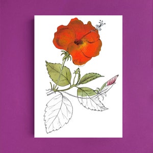Cartes postales fleur hibiscus