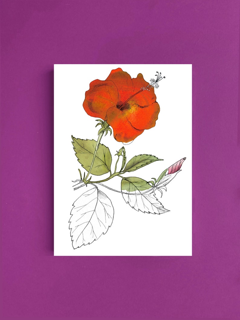 Cartes postales fleur hibiscus