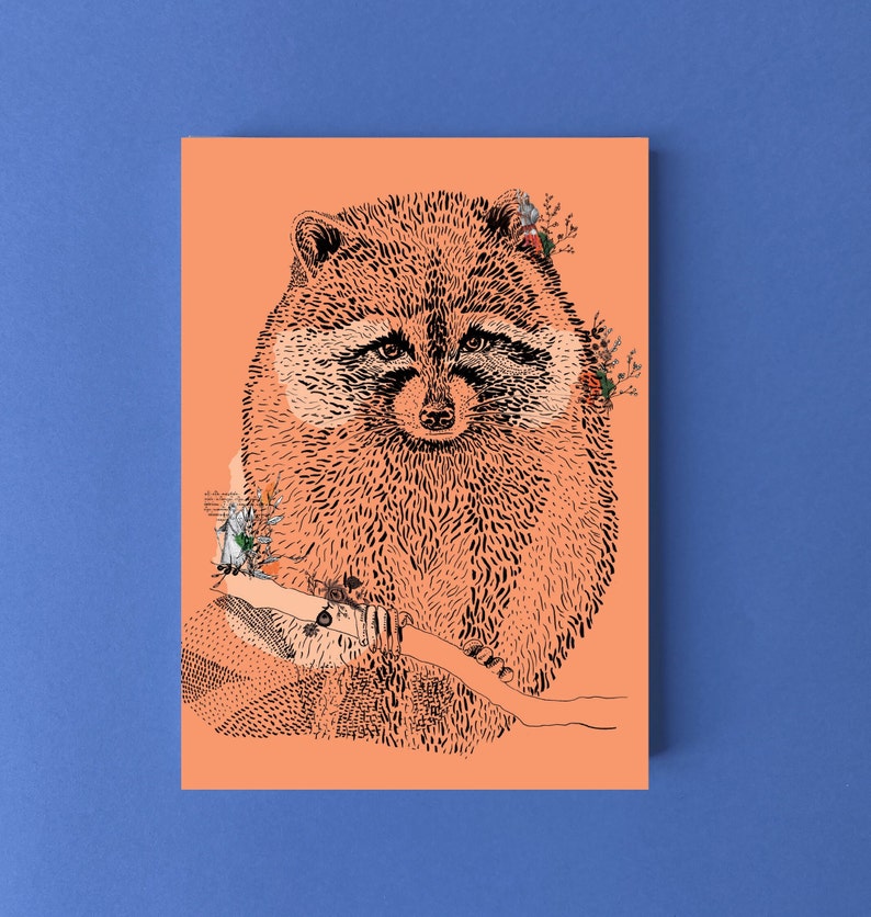 Cartes postales animaux Raton-laveur