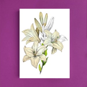 Cartes postales fleur Lys