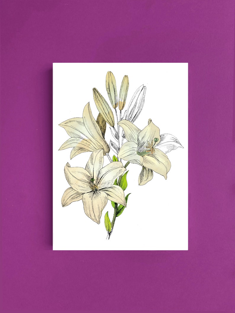 Cartes postales fleur Lys
