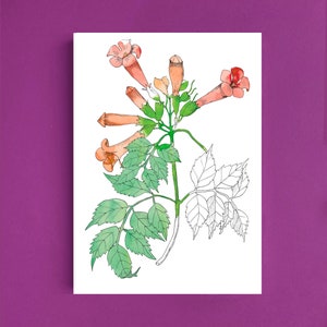Cartes postales fleur jasmin