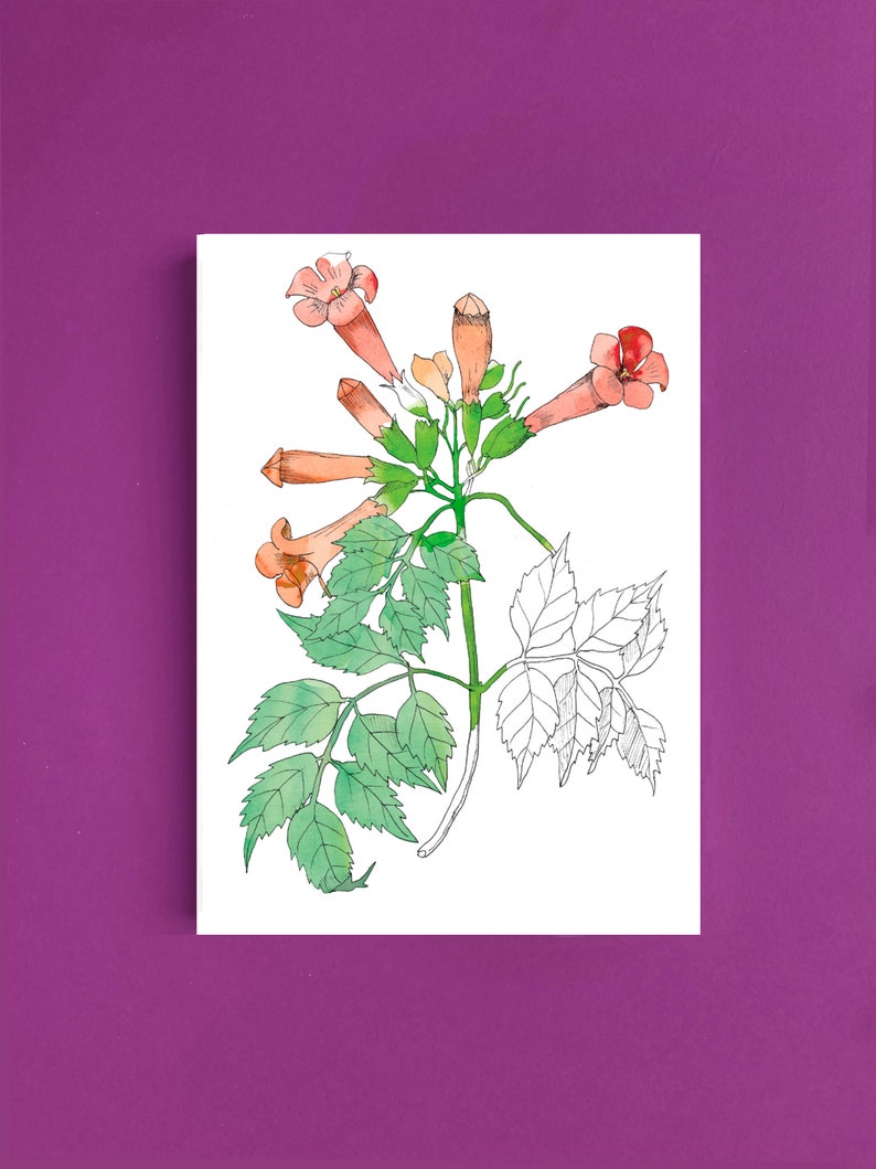 Cartes postales fleur jasmin