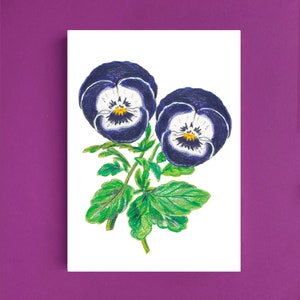 Cartes postales fleur Pensées