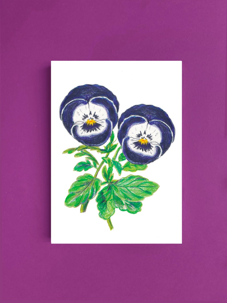 Cartes postales fleur Pensées