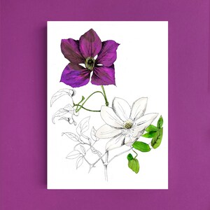 Cartes postales fleur clématite