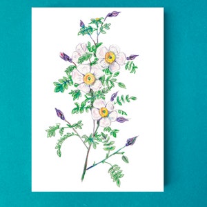 Cartes postales fleur rose pimprenelle