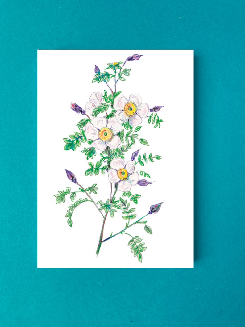 Cartes postales fleur rose pimprenelle