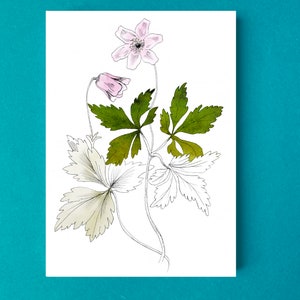 Cartes postales fleur anémone