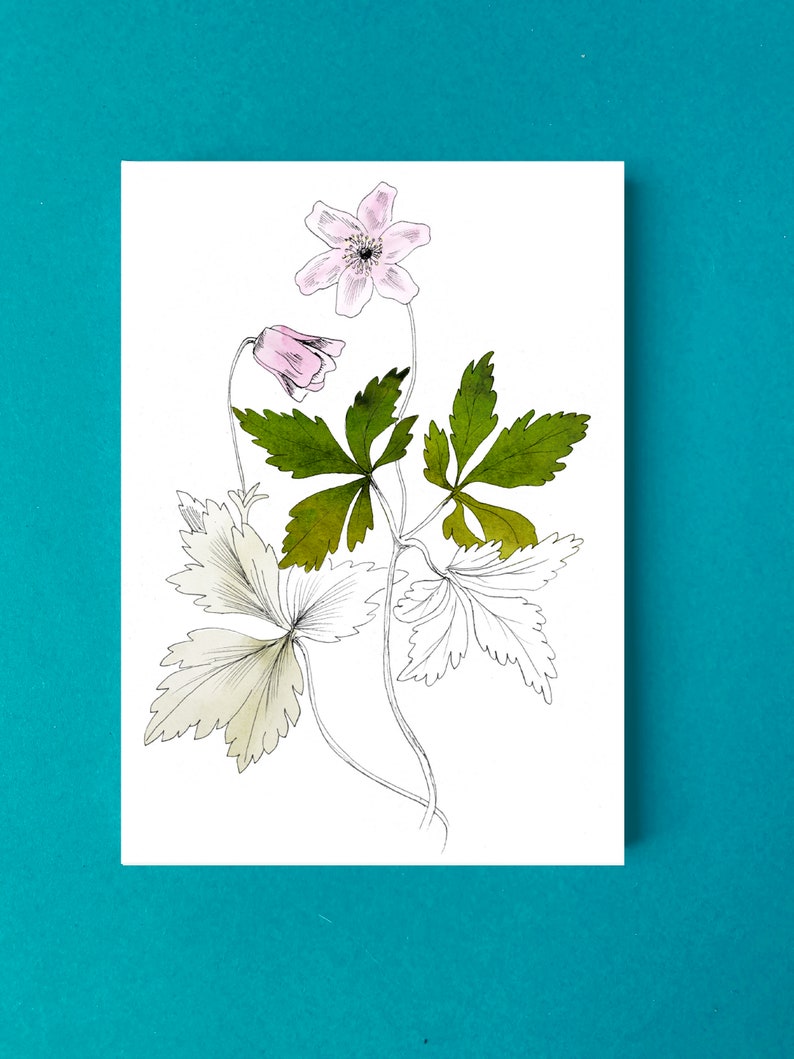 Cartes postales fleur anémone