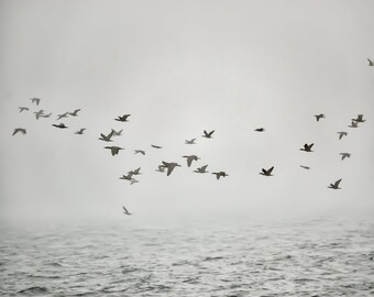 Scarica stampe di uccelli, fotografie stampabili in bianco e nero, gabbiani, lago, oceano