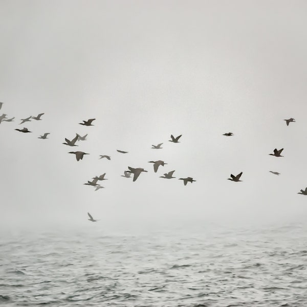 Birds Print Download, black and white printable photography, Seagulls Lake Ocean