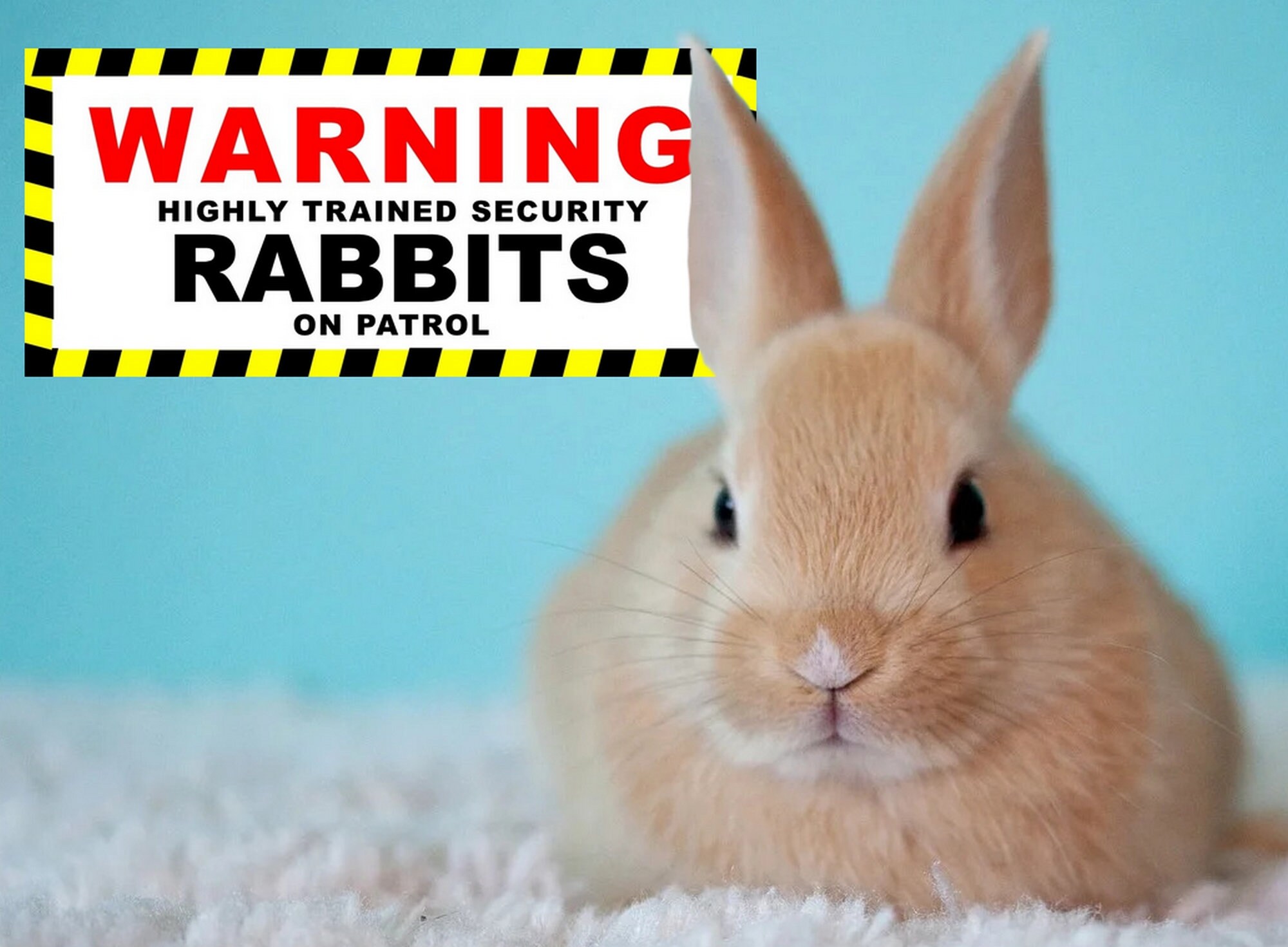 Novelty Warning Sign for Rabbit Owners - Etsy UK