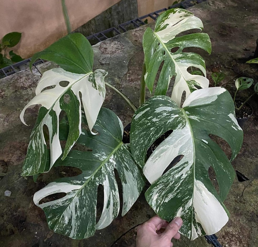 Rare Highly Variegated Monstera Deliciosa Albo Half Moon Etsy