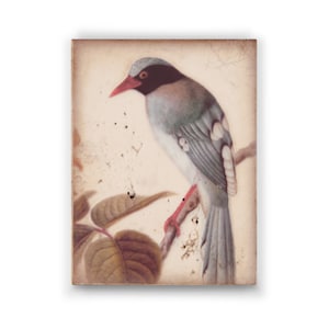 Könnte beinhalten: Eine Vintage-Illustration eines blau-weißen Vogels, der auf einem Ast mit roten Beeren sitzt. Der Vogel hat einen schwarzen Kopf und einen roten Schnabel. Der Hintergrund ist hellbeige mit einer abgenutzten Textur.