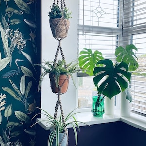 May include: Three hanging plants in macrame planters with a dark green and white floral wallpaper in the background. The plants are a fern, a small bush, and a spider plant.