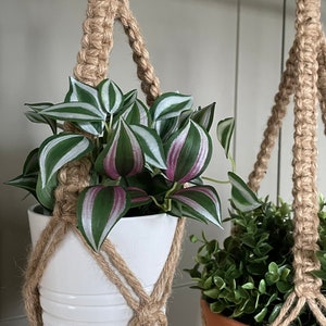 May include: Two hanging plant macrame planters with a white pot and a terracotta pot. The plant in the white pot has green and purple leaves. The plant in the terracotta pot has green leaves.