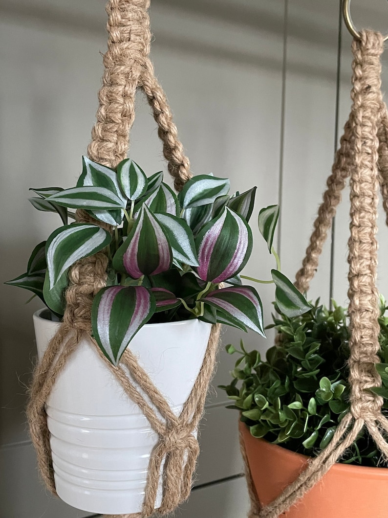 May include: Two hanging plant macrame planters with a white pot and a terracotta pot. The plant in the white pot has green and purple leaves. The plant in the terracotta pot has green leaves.