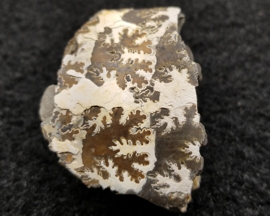 1 Baculite Fossils, Natural Pearl, Montana Baculite, Bacculite, Orange