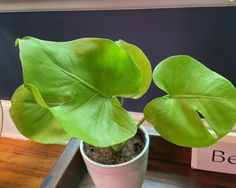 Variegated lemon lime Monstera in 6” pot| Rare Aroid Houseplant| Rooted live plant| Bright yellow variegation