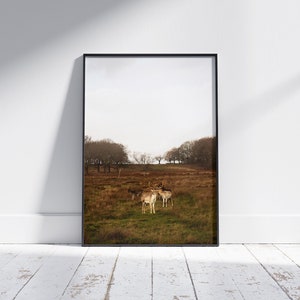 Deer in Richmond Park, London | Landscape Fine Wall Art Photography Poster Print Nature