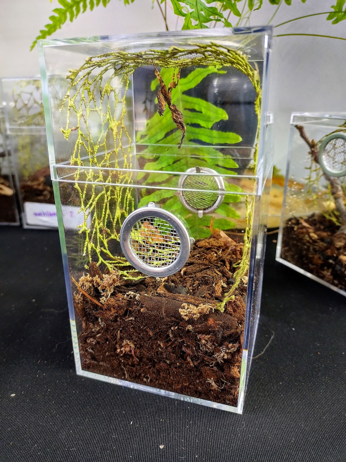 Pet praying mantis habitat kit Etsy