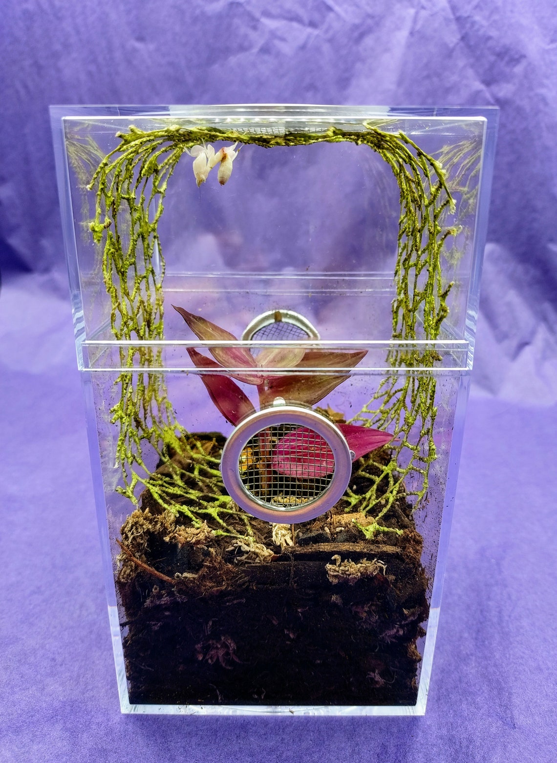 Pet praying mantis habitat kit | Etsy