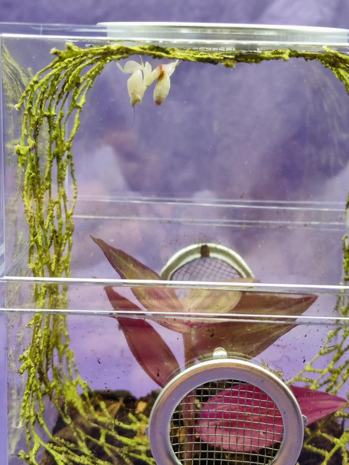 Pet praying mantis habitat kit Etsy