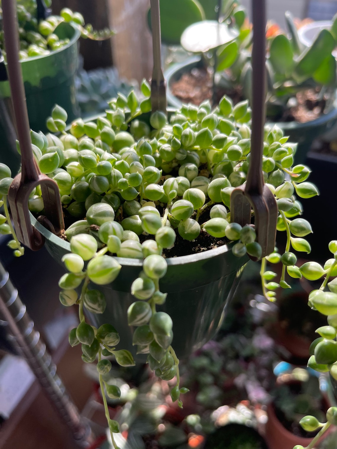 Variegated string of pearls hanging planter Etsy