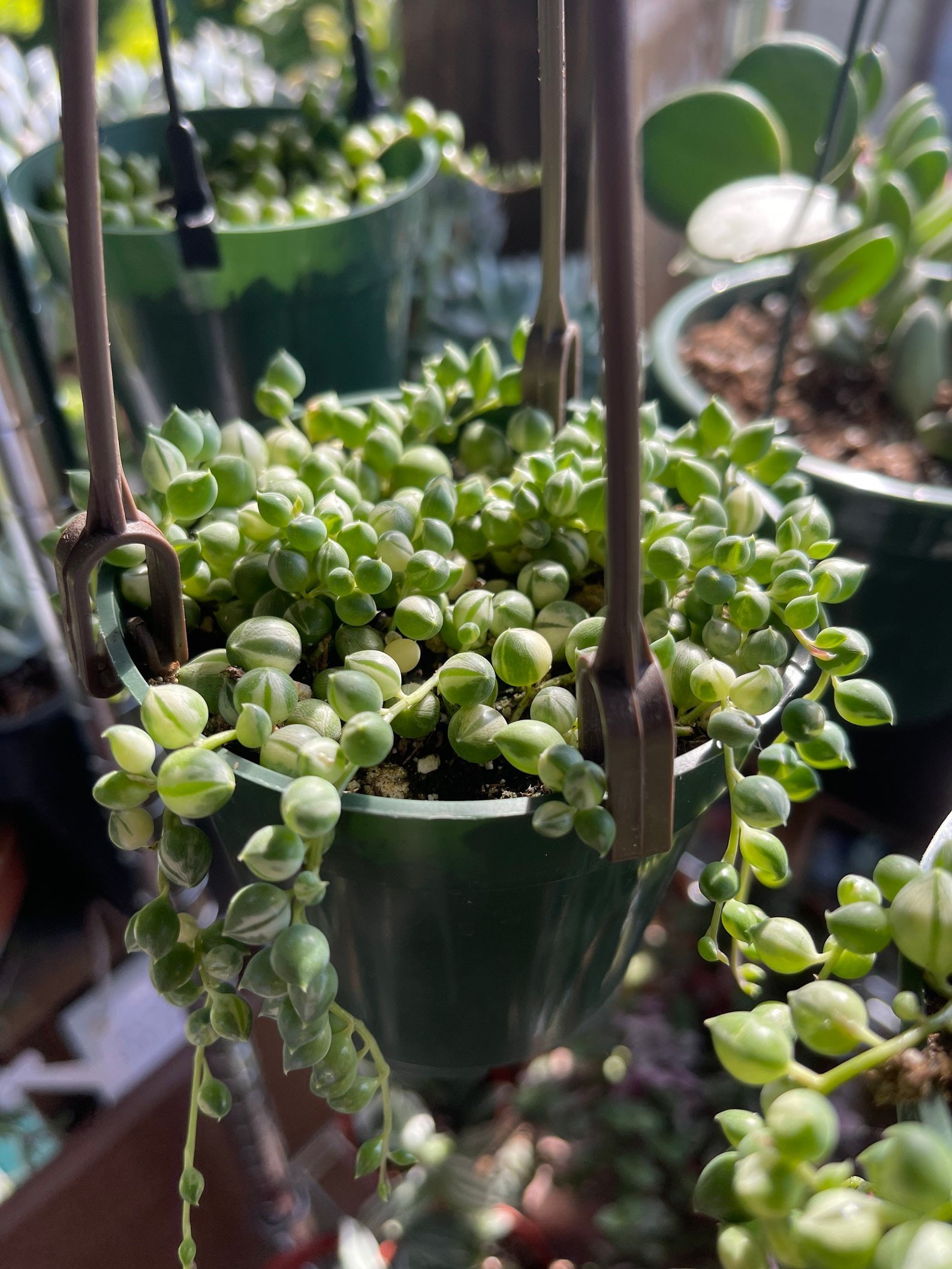 Variegated string of pearls hanging planter Etsy
