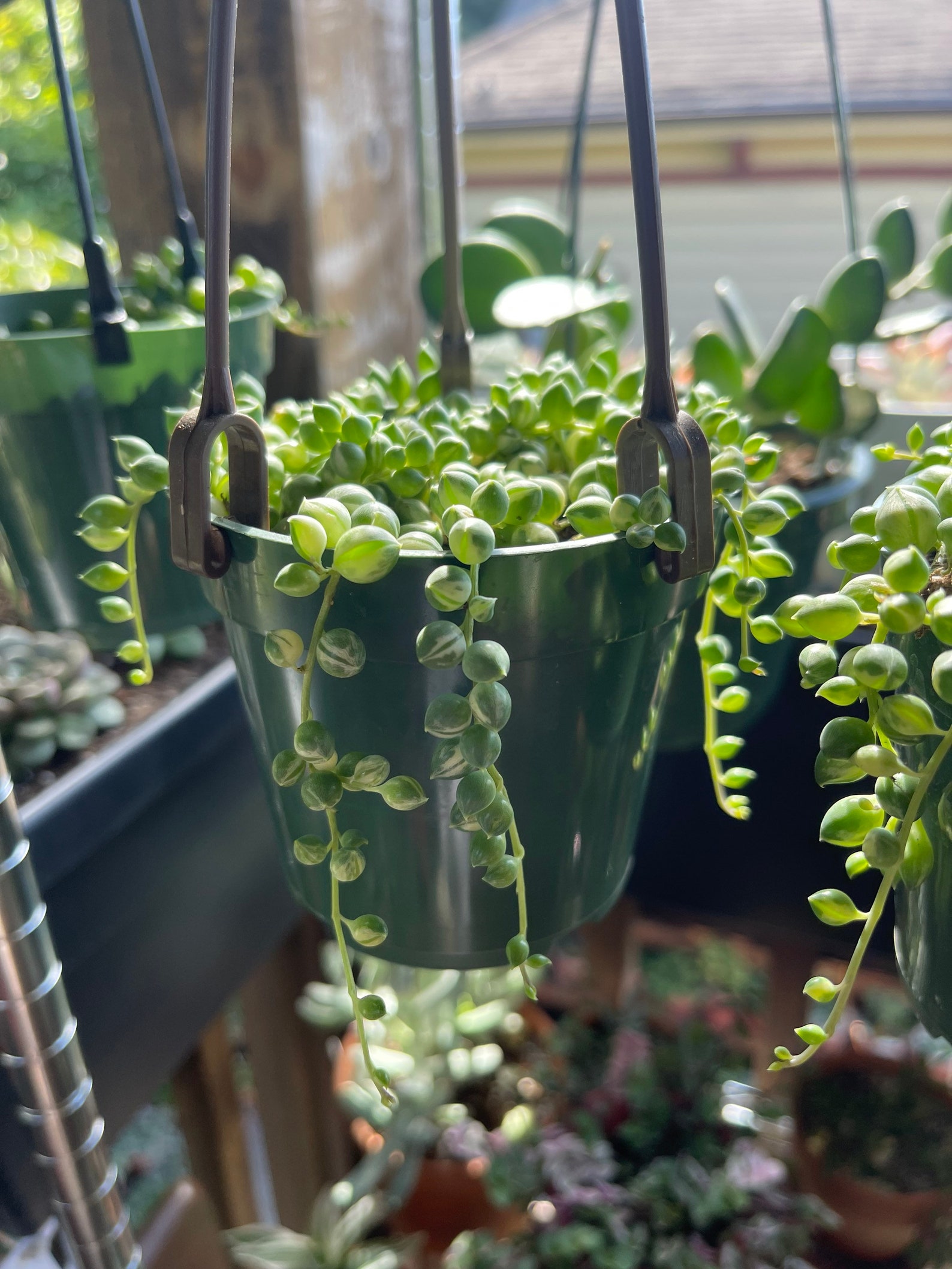 Variegated string of pearls hanging planter Etsy