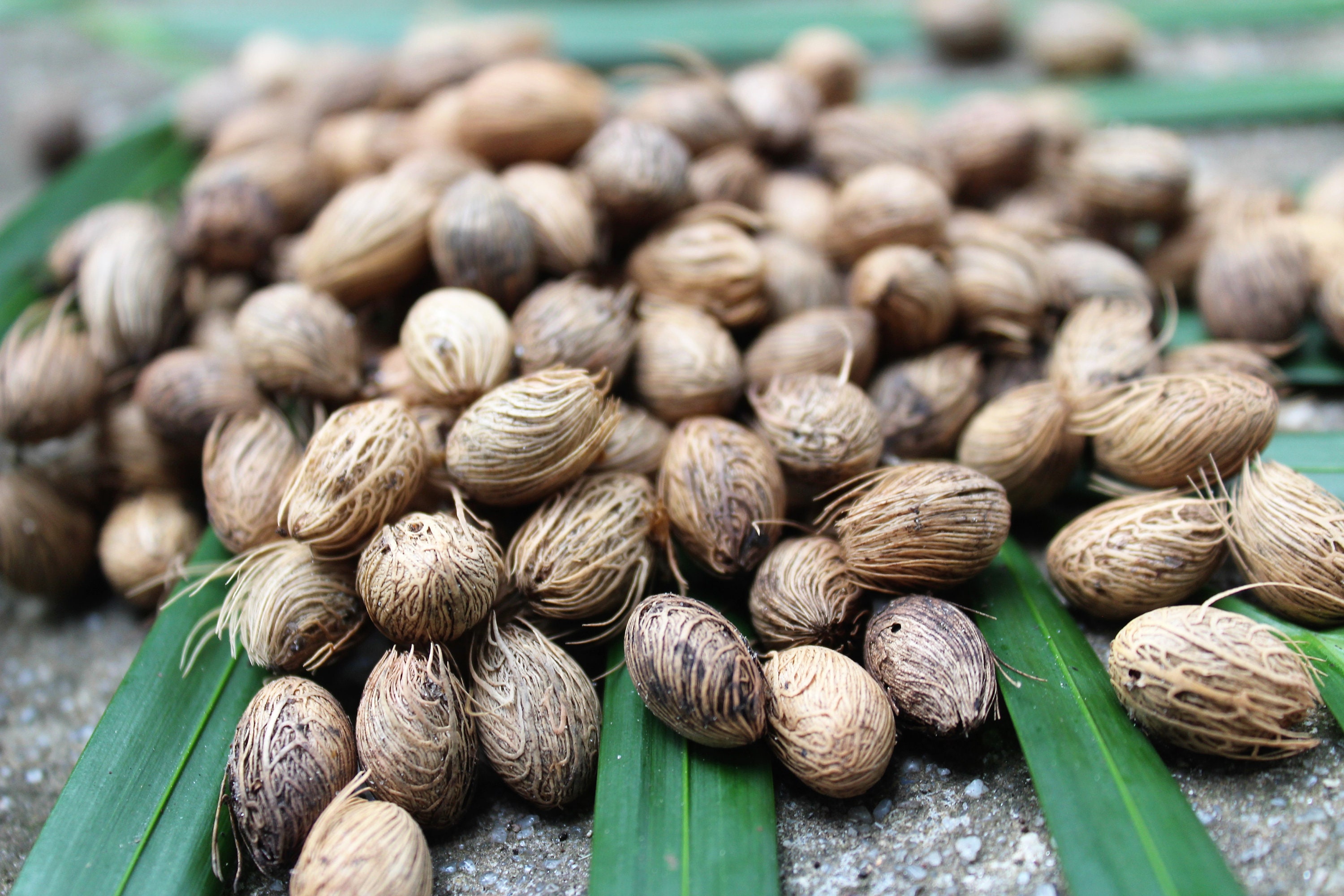 Areca palm seeds nurserylive