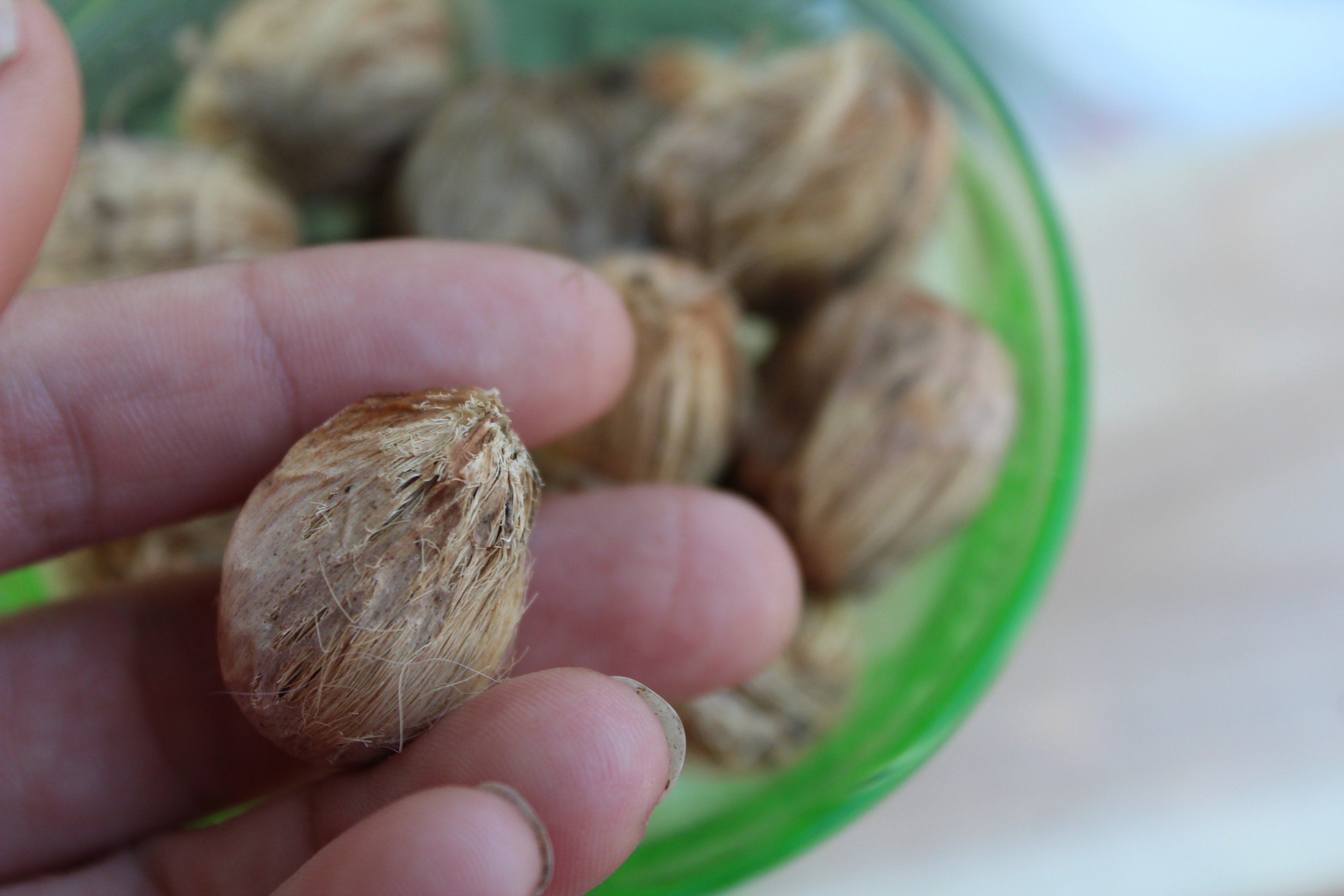 Queen Palm Tree Seeds Syagrus Romanzoffiana Grow Your Own Etsy