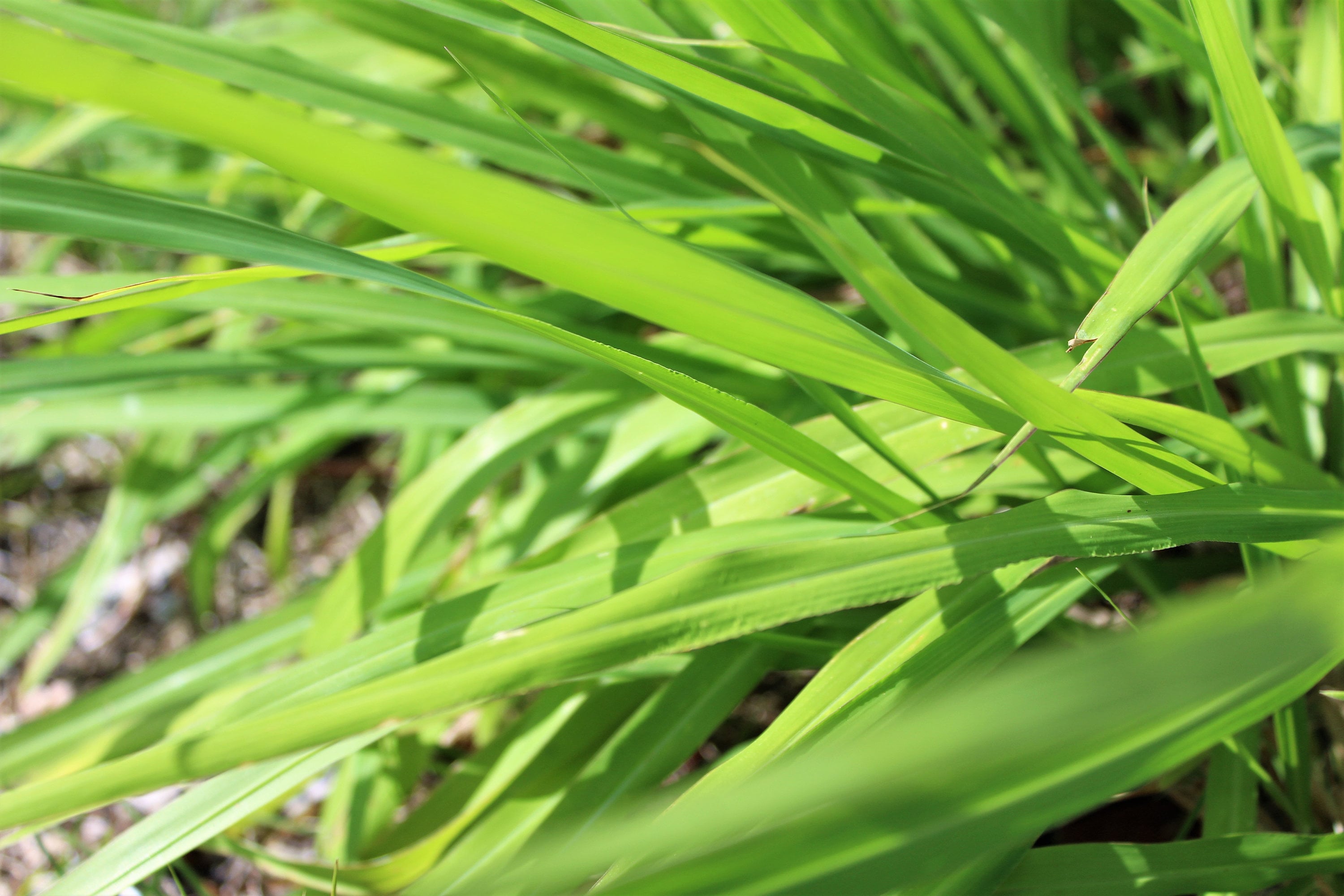 Guinea Grass Starter Plant Panic Grass Ornamental Grass | Etsy 