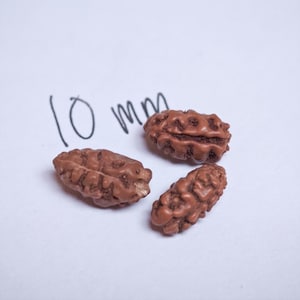May include: Three brown, irregularly shaped seeds, each approximately 10 mm in size, are arranged on a white surface. The seeds have a rough texture and a dark brown colour.