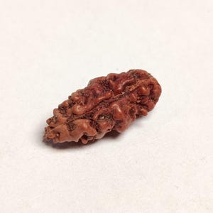 Ek Mukhi Rudraksha 14 mm / Natural 1 Mukhi Rudraksha Abalorio / Semilla Sagrada de Grado Coleccionista / Talismán de Meditación / Mukhi único raro para Sadhana